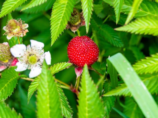 Maasikvaarikas 'Asterix' P19