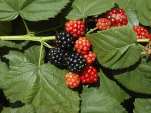 Pampel ehk aedmurakas ‘Thornfree’ P15 50cm