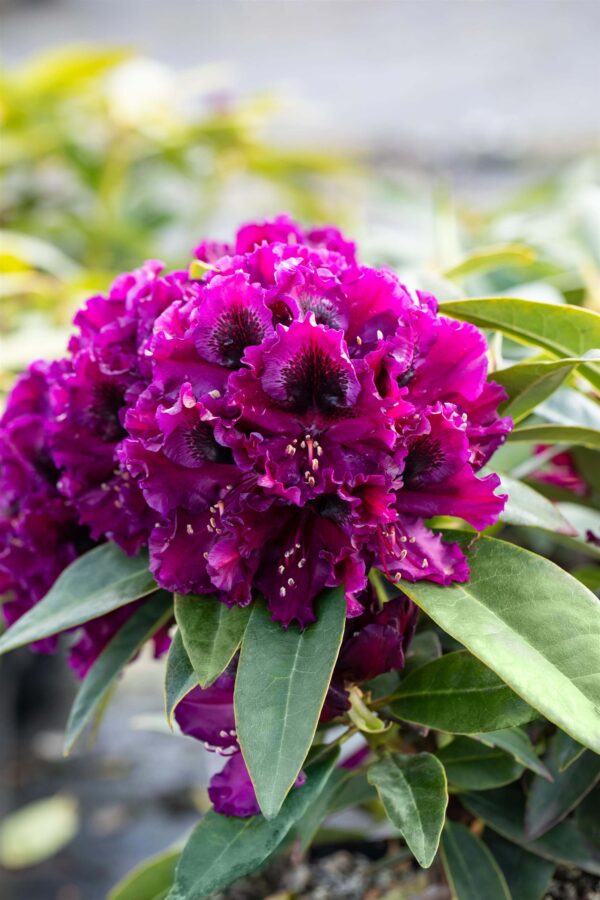 Rododendron 'Dramatic Dark'® P23 30-40cm