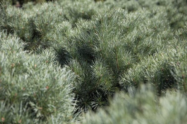 Kääbus-seedermänd 'Glauca' P80 120cm XXL