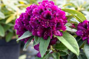 Rododendron ‘Dramatic Dark’® P23 30-40cm