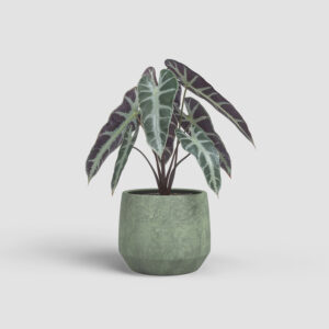 Lillepott Venus Ø19cm roheline