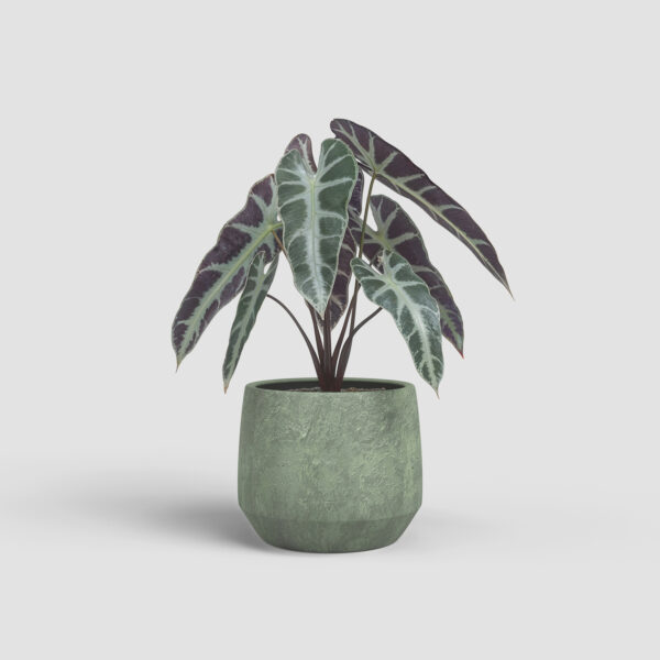 Lillepott Venus Ø19cm roheline