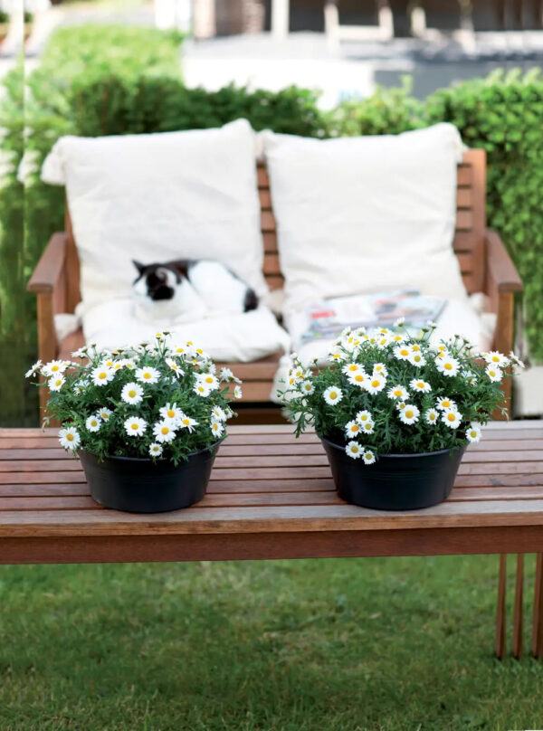 Istutuskast Green Basics Ø33x h14cm must