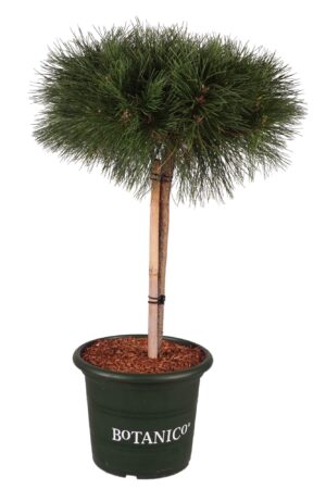 Must mänd ‘Brepo’ P60 tüvel 10cm