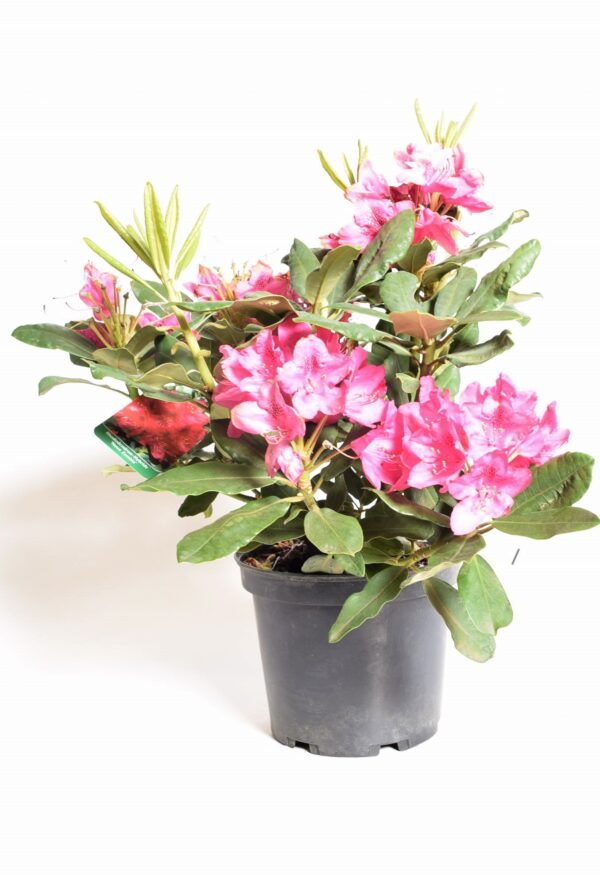 Rododendron 'Nova Zembla' P23 30-40cm