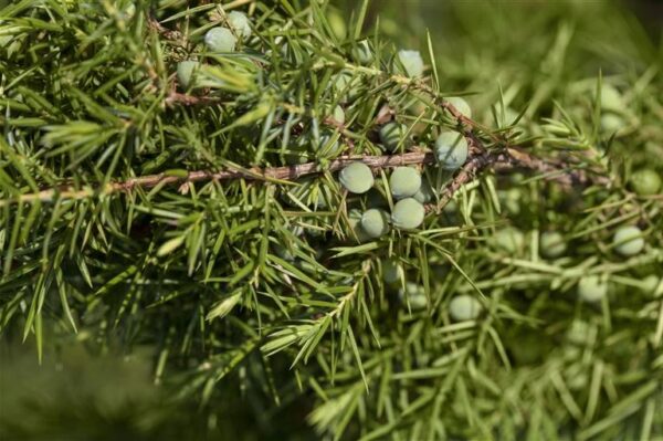 Harilik kadakas 'Oblonga Pendula' P30 110cm