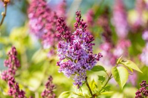 Sirel P23 50-70cm erinevad