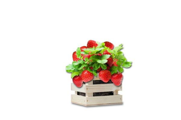 Aedmaasikas 'Gigantella' kasvatuskastis