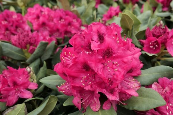 Rododendron 'Nova Zembla' P23 30-40cm