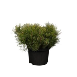 Lookjas mägimänd P24 45cm