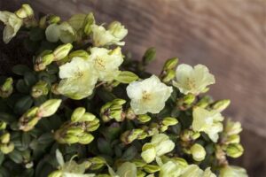 Rododendron ‘Wren’ P17