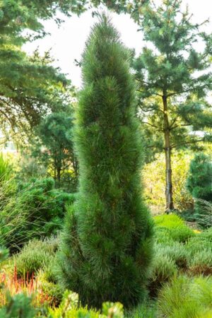 Must mänd ‘Green Tower’ P23 40-50cm