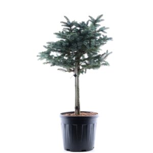 Torkav kuusk ‘Glauca Globosa’ P40 60cm tüvel