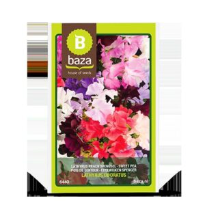 Lillhernes ‘Spencer’ 3g