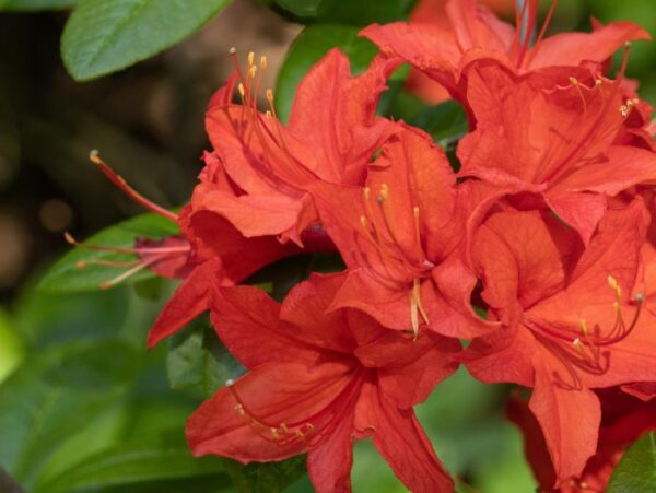 Rododendron 'Toreador' P21 25-30cm
