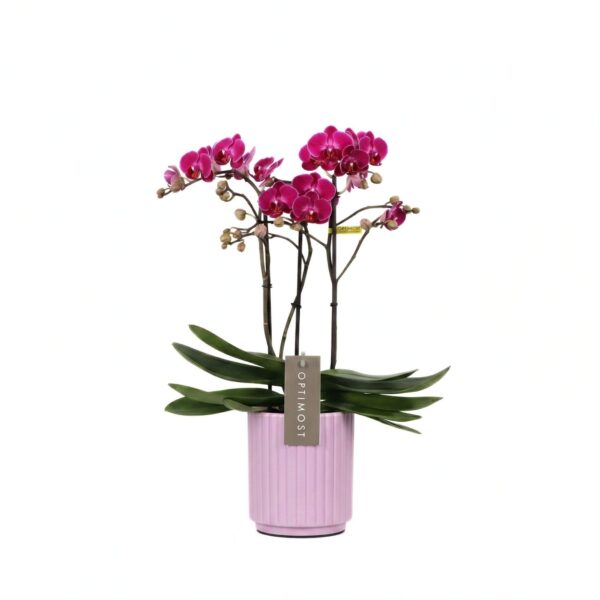 Kuuking 'Morelia' P12 ümbrispotis