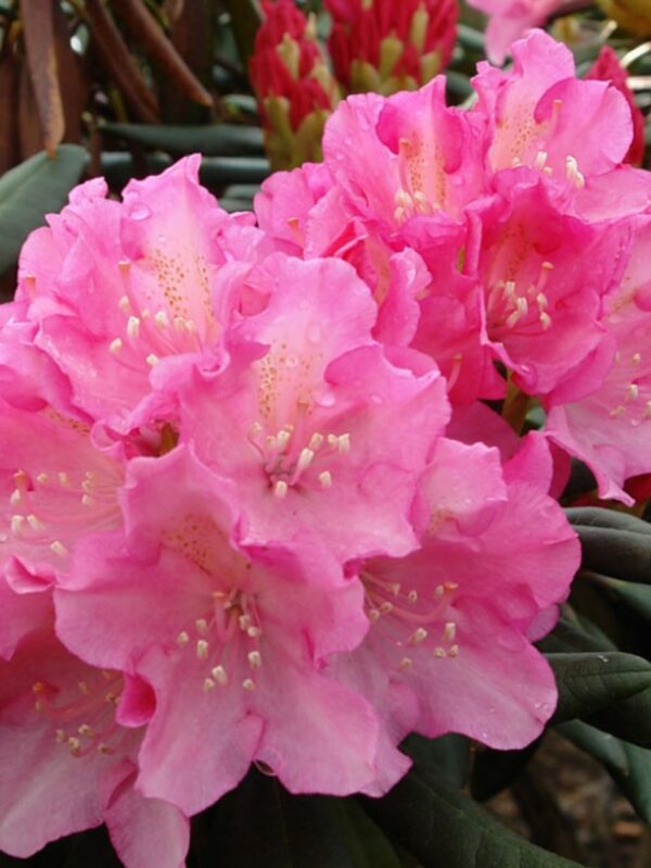 Rododendron 'Kalinka' P28 30-40cm