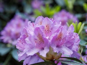 Rododendron ‘Purple Pillow’ P17 20-25cm