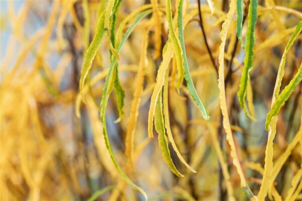 Harilik paakspuu 'Fine Line' P21 60-80cm