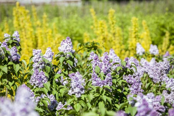 Sirel P23 50-70cm erinevad