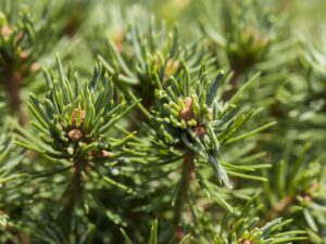 Kanada kuusk ‘Laurin’ P19