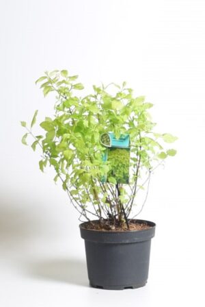 Ebajasmiin ‘Aureus’ P19 30-40cm