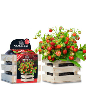 Väike kasvatuskott Metsmaasikas punane