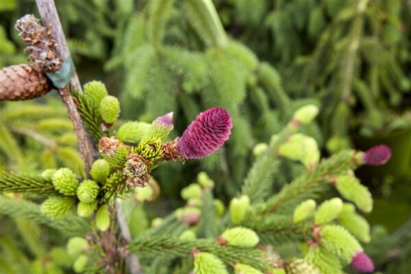 Harilik kuusk 'Acrocona' P81 125-150cm XXL