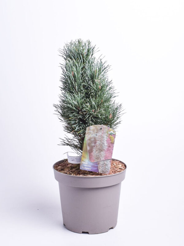 Harilik mänd 'Fastigiata' P21 30-40cm