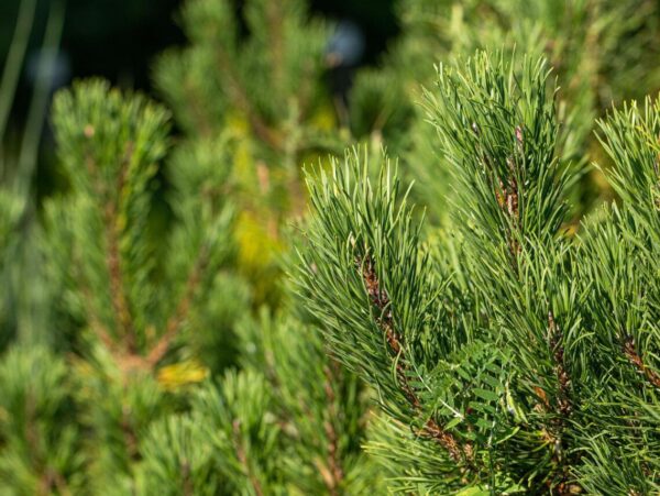 Mägimänd 'Winter Gold' P21 20-25cm