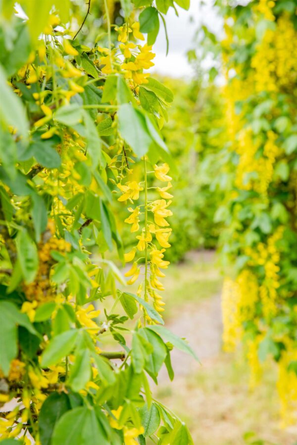 Harilik kuldvihm 'Fastigiata' P23 80-100cm