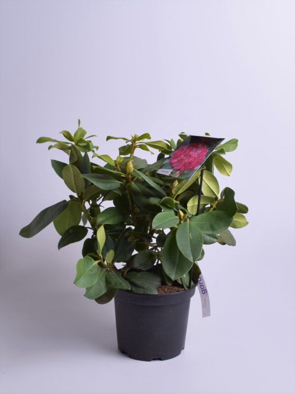 Rododendron 'Germania' P23 30-40cm