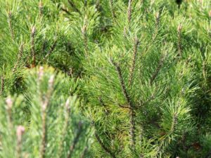 Kaljumänd P19 30-40cm