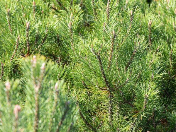 Kaljumänd P19 30-40cm