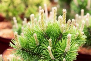 Mägimänd ‘Gnom’ P65 80-100cm XXL