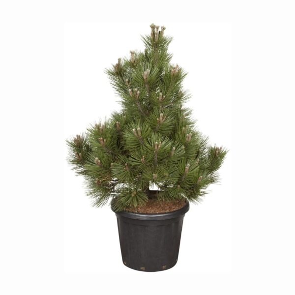 Valgekooreline mänd 'Malinki' P25 50cm