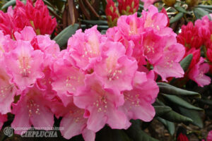 Rododendron ‘Kalinka’ P28 30-40cm