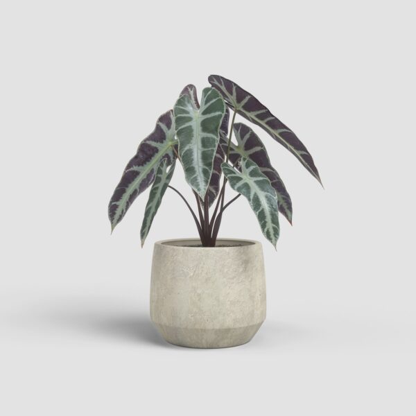 Lillepott Venus Ø19cm beež