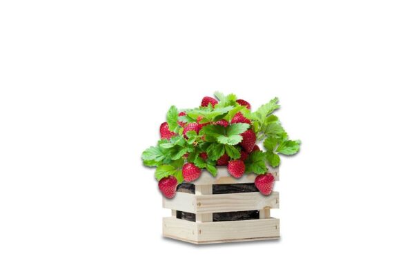 Aedmaasikas 'Korona' kasvatuskastis