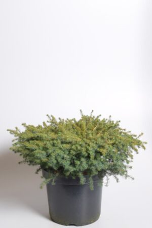 Must kuusk ‘Nana’ P30 50cm