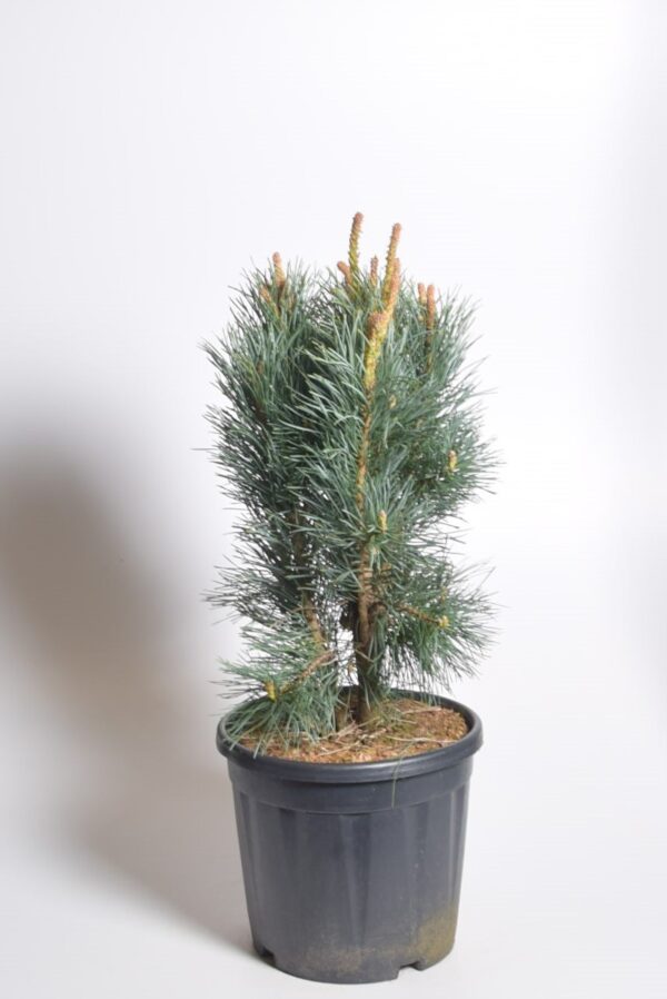 Harilik mänd 'Fastigiata' P26 50-60cm