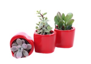 Sukulent P8 südamekujulises ümbrispotis