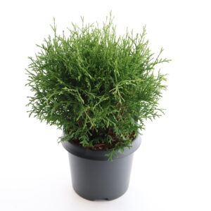 Harilik elupuu ‘Danica’ P38 40cm