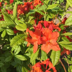 Asalea ‘Hotspur Red’ P23