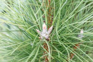 Must mänd ‘Pyramidalis’ P32