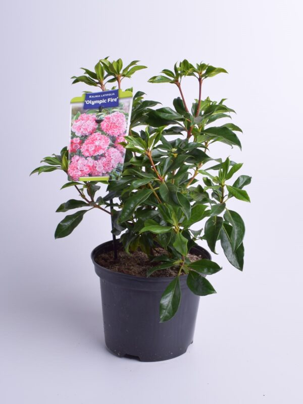 Kalmia erinevad P21 25-30cm