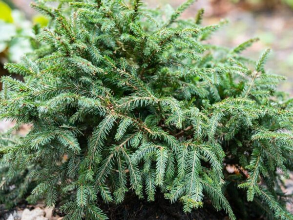 Harilik kuusk 'Pumila Glauca' P65 100-125cm XXL