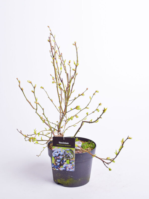 Kännasmustikas 'Northland' P19 40-50cm