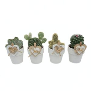 Kaktus P5,5 südamega ümbrispotis